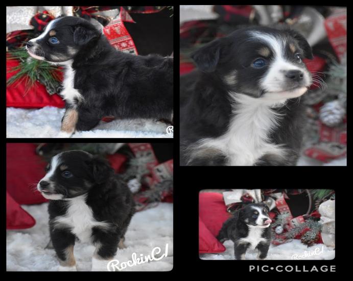 texas mini aussie breeder, MINI aussie puppies for sale in texas, toy